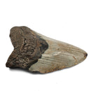 Megalodon Tooth - Fossil Specimen