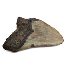 Megalodon Tooth - Fossil Specimen