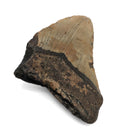 Megalodon Tooth - Fossil Specimen