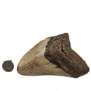 Megalodon Tooth - Fossil Specimen