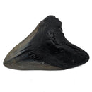 Megalodon Tooth - Fossil Specimen