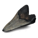 Megalodon Tooth - Fossil Specimen