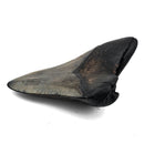 Megalodon Tooth - Fossil Specimen