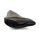 Megalodon Tooth - Fossil Specimen