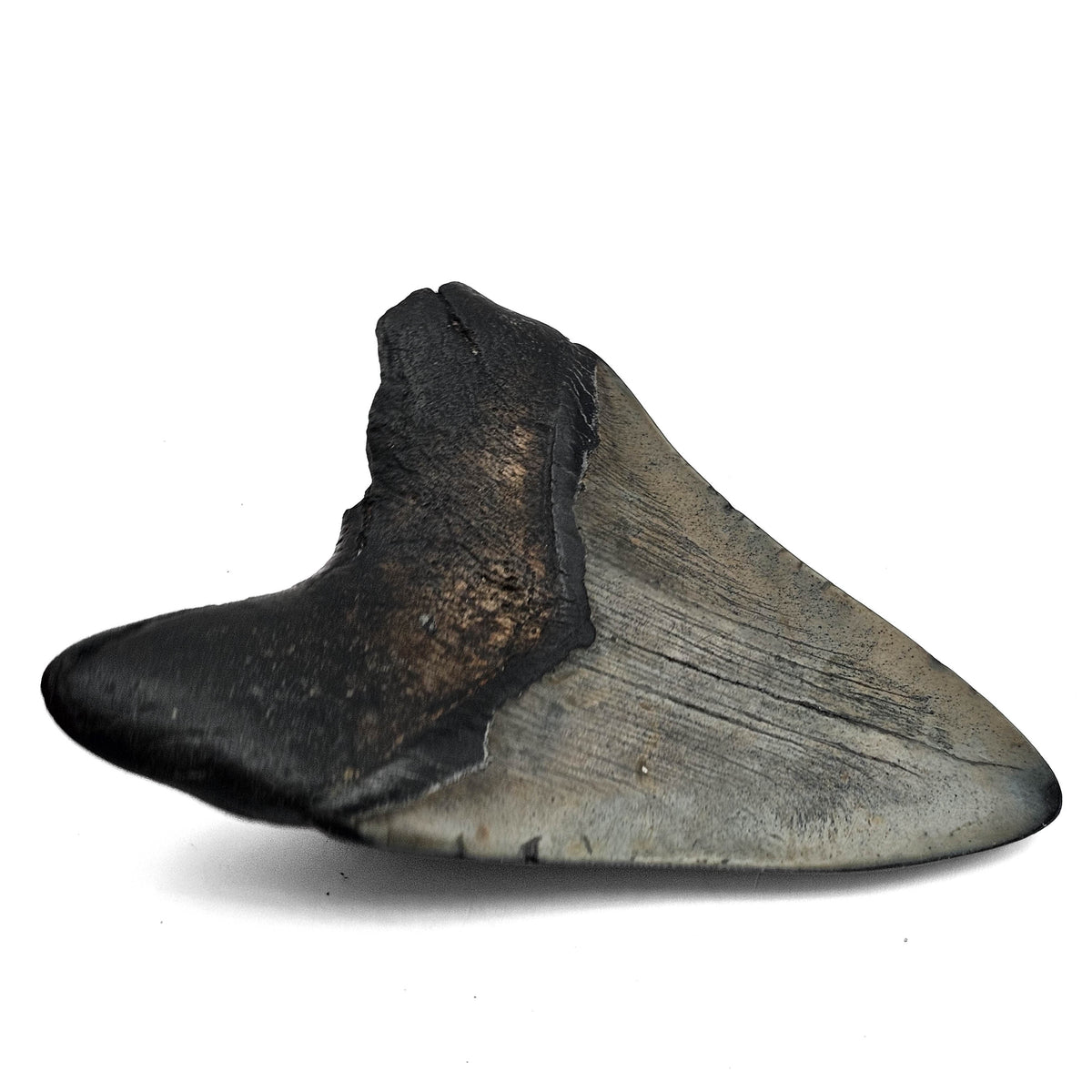 Megalodon tooth fossil from Peace River, Florida, USA – blade, side angle
