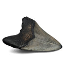 Megalodon Tooth - Fossil Specimen
