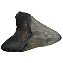 Megalodon Tooth - Fossil Specimen