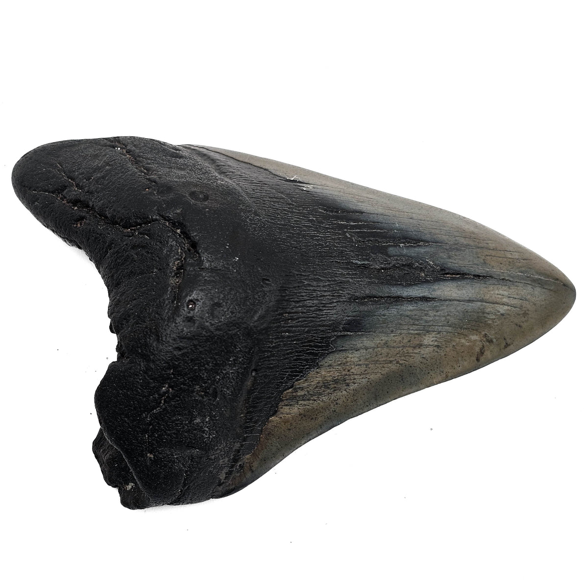 Megalodon tooth fossil from Peace River, Florida, USA – root, angled view