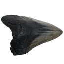 Megalodon Tooth - Fossil Specimen