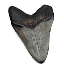 Megalodon Tooth - Fossil Specimen
