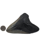 Megalodon Tooth - Fossil Specimen