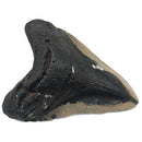 Megalodon Tooth - Fossil Specimen