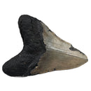 Megalodon Tooth - Fossil Specimen
