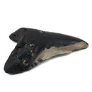 Megalodon Tooth - Fossil Specimen