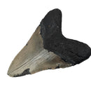 Megalodon Tooth - Fossil Specimen