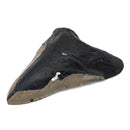 Megalodon Tooth - Fossil Specimen