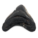 Megalodon Tooth - Fossil Specimen
