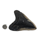 Megalodon Tooth - Fossil Specimen