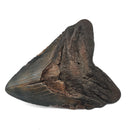 Megalodon Tooth - Fossil Specimen