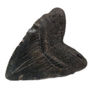 Megalodon Tooth - Fossil Specimen