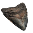 Megalodon Tooth - Fossil Specimen