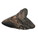 Megalodon Tooth - Fossil Specimen