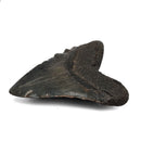 Megalodon Tooth - Fossil Specimen
