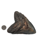 Megalodon Tooth - Fossil Specimen