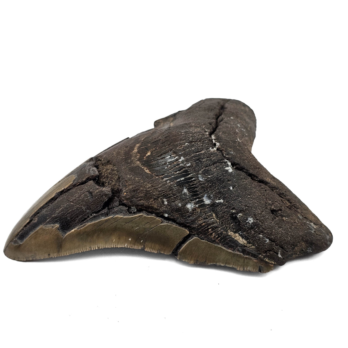 Megalodon Tooth fossil specimen from Peace River region, Florida, USA.