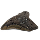 Megalodon Tooth - Fossil Specimen