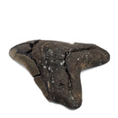 Megalodon Tooth - Fossil Specimen