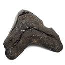 Megalodon Tooth - Fossil Specimen