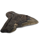 Megalodon Tooth - Fossil Specimen