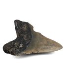 Megalodon Tooth - Fossil Specimen