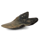 Megalodon Tooth - Fossil Specimen