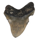 Megalodon Tooth - Fossil Specimen