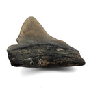 Megalodon Tooth - Fossil Specimen