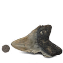 Megalodon Tooth - Fossil Specimen