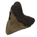 Megalodon Tooth - Fossil Specimen