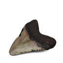 Megalodon Tooth - Fossil Specimen