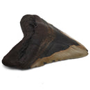 Megalodon Tooth - Fossil Specimen