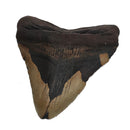 Megalodon Tooth - Fossil Specimen