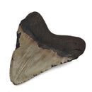 Megalodon Tooth - Fossil Specimen