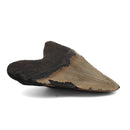 Megalodon Tooth - Fossil Specimen