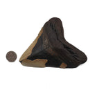 Megalodon Tooth - Fossil Specimen