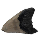 Megalodon Tooth - Fossil Specimen