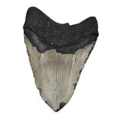 Megalodon Tooth - Fossil Specimen