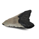 Megalodon Tooth - Fossil Specimen