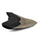 Megalodon Tooth - Fossil Specimen