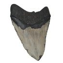 Megalodon Tooth - Fossil Specimen